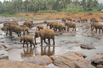 Naklejka na ściany i meble Elephants Bathing at the Elephant Orphanage in Sri Lanka