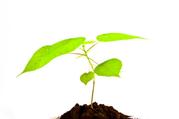 Young green tree isolate on white