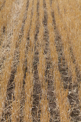 Скошенное поле осенью.