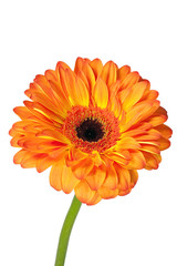 gerbera