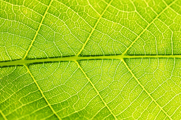 Blatt Makroaufnahme