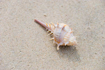 Fototapeta na wymiar shellfish on sand