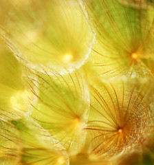 Fototapeta na wymiar Miękki kwiat dandelion