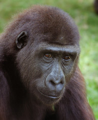 gorilla