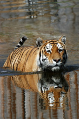 Tiger in the water
