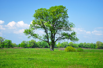 Fototapeta na wymiar green tree and field