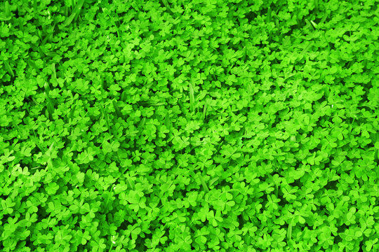 Green fresh clover field