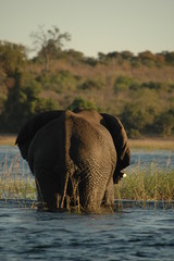Elefant von hinten