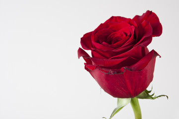 Fototapeta premium Roter Rosenkopf