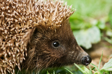 hedgehog