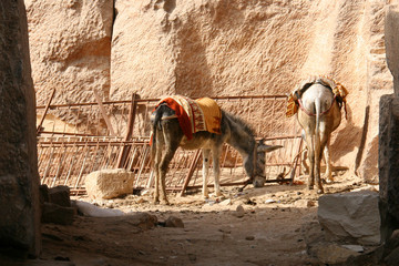 2 &acirc;nes dans le d&eacute;sert
