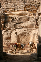 Deux ânes au pied des pyramides du Caire