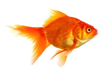 goldfish