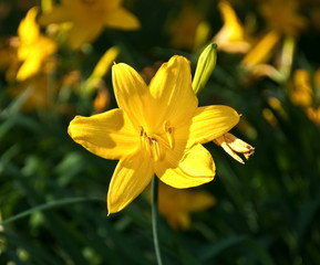 Yellow lily