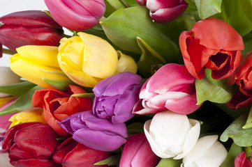 Frische farbige Tulpen