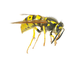 wasp