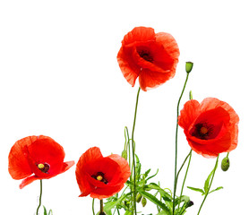 Obraz premium czerwone maki