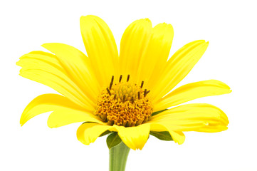 yellow daisy