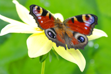 butterfly on a flower
