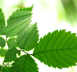 green leaves