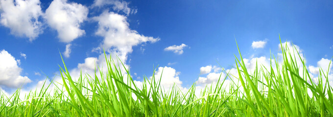 Fresh grass with perfect sky