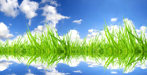Fototapeta premium Fresh grass with perfect sky background
