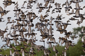 The flock of pigeons.