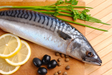 Mackerel