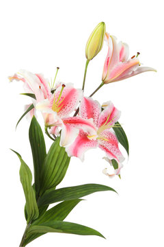 Fototapeta fleur de lys