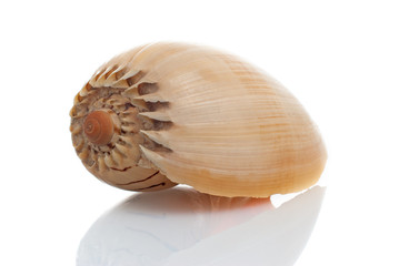 Sea shell