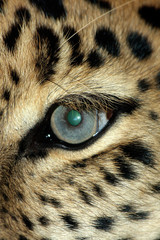 Animal eye of Leopard