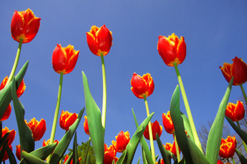 Spring Red tulips