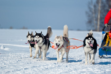 Sled Dog Race