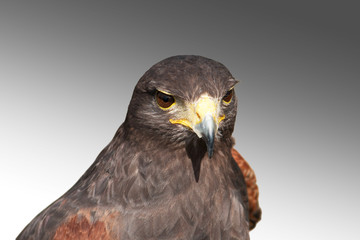 Harris Hawk