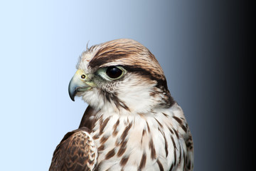 Saker Falcon