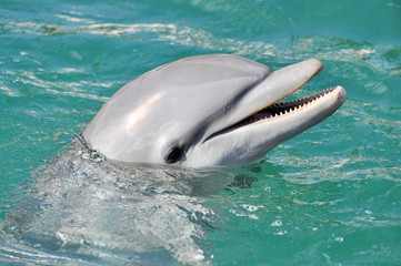 Dolphin Smiling Close Up