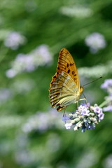 La faune corse