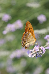 Le papillon de Corse © kikabu