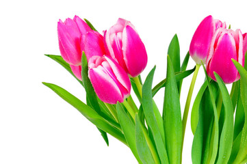 pink Tulips flowers