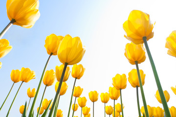 tulip  in the sunlight