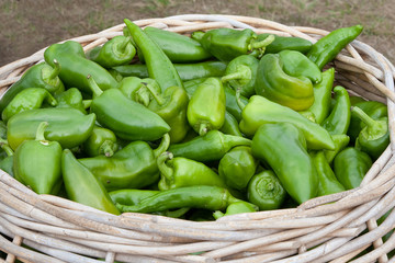 Green Peppers at the Farmers Market