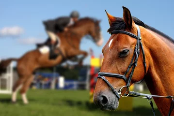 Fotobehang Portrait of brown horse during show jumping race © Tomas Marek