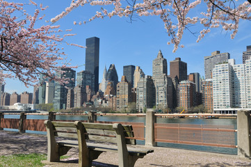 Fototapeta premium New York City Skyline & Cherry blossoms.