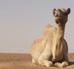 Garden poster Camel Camel