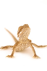 Baby Bearded Dragon