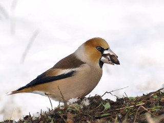 Hawfinch on snow, Coccothraustes coccothraustes