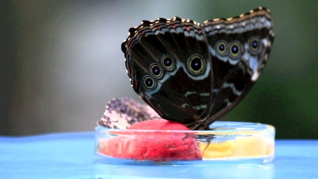 Butterfly II Video Full HD
