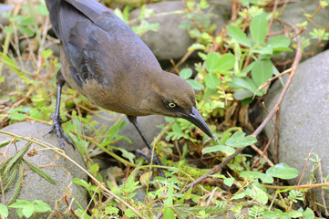 Female Great-Tailed Grackle