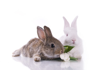 Fototapeta na wymiar little rabbit and flowers