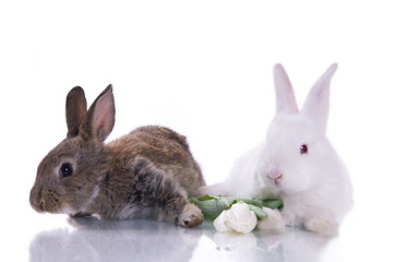 little rabbit and flowers